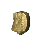 TM1517c Paranthropus robustus URM1 distolingual fragment side1