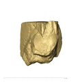 TM1517c Paranthropus robustus URM1 distolingual fragment side2