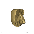 TM1517c Paranthropus robustus URM1 distolingual fragment side3