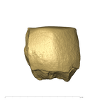 TM1517c Paranthropus robustus URM1 distolingual fragment side4
