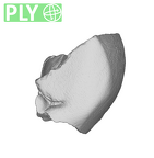 TM1517c Paranthropus robustus URM1 distolingual fragment ply