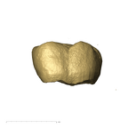 TM1517c Paranthropus robustus URM2 buccal
