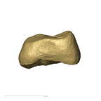 TM1517c Paranthropus robustus URM2 mesial