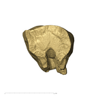 TM1517c Paranthropus robustus URP3 buccal