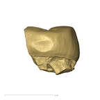 TM1517c Paranthropus robustus URP3 distal