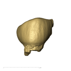 TM1517c Paranthropus robustus URP3 lingual