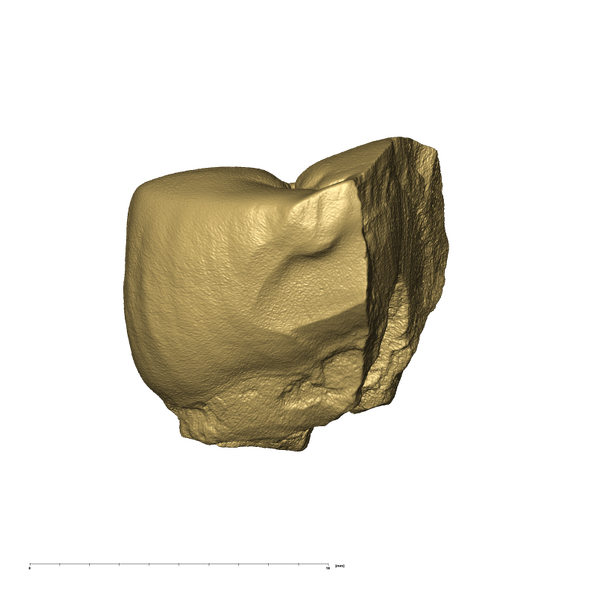 TM1517c Paranthropus robustus URP3 mesial
