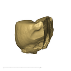 TM1517c Paranthropus robustus URP3 mesial