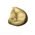 TM1517c Paranthropus robustus URP3 occlusal