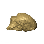 TM1517d Paranthropus robustus right talus anterior