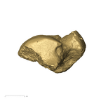 TM1517d Paranthropus robustus right talus lateral