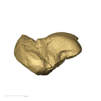 TM1517d Paranthropus robustus right talus medial