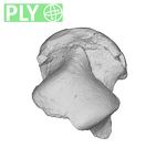 TM1517d Paranthropus robustus right talus ply