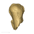 TM1517e Paranthropus robustus right ulna dorsal