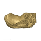 TM1517e Paranthropus robustus right ulna lateral