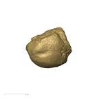 TM1517e Paranthropus robustus right ulna proximal