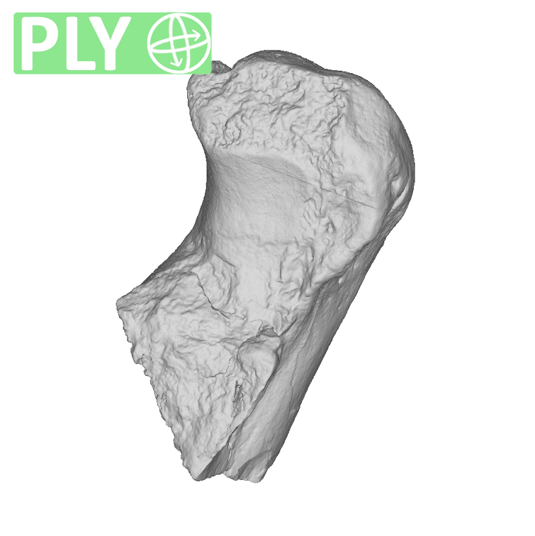 TM1517e Paranthropus robustus right ulna ply