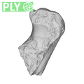 TM1517e Paranthropus robustus right ulna ply