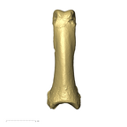 TM1517i Cercopithecidae foot proximal phalanx dorsal