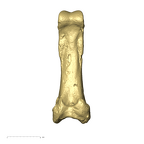 TM1517i Cercopithecidae foot proximal phalanx