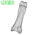 TM1517i Cercopithecidae foot proximal phalanx ply