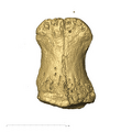 TM1517k Paranthropus robustus distal phalanx dorsal