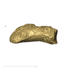 TM1517k Paranthropus robustus distal phalanx lateral1