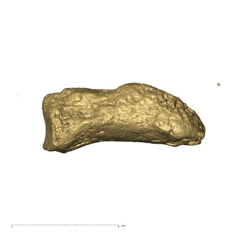 TM1517k Paranthropus robustus distal phalanx lateral2