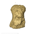 TM1517k Paranthropus robustus distal phalanx palmar