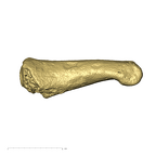 TM1517l Cercopithecidae foot proximal phalanx medial