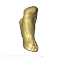 TM1517n Haplorhini foot intermediate phalanx lateral1