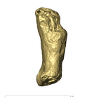TM1517n Haplorhini foot intermediate phalanx lateral2