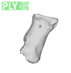 TM1517n Haplorhini foot intermediate phalanx ply