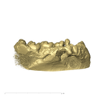 TM1536 Paranthropus robustus partial mandible lateral