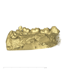 TM1536 Paranthropus robustus partial mandible lingual