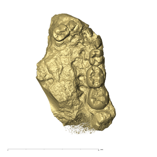 TM1536 Paranthropus robustus partial mandible occlusal