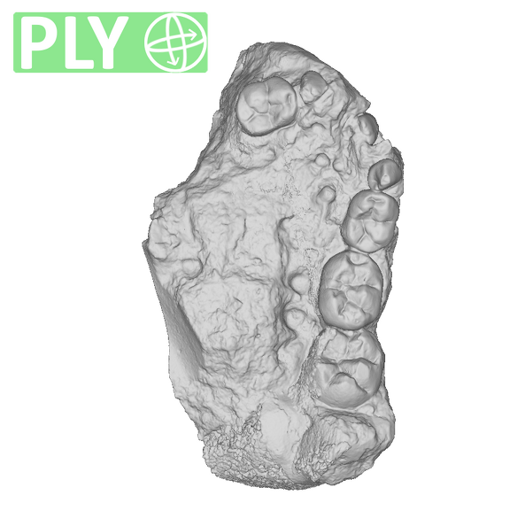 TM1536 Paranthropus robustus partial mandible ply