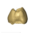 TM1601b Paranthropus robustus LLP3 distal