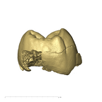 TM1601d Paranthropus robustus LLP4 distal
