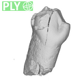 TM1601f Paranthropus robustus LRDC ply