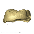 TM1603 Paranthropus robustus ULM3 distal