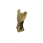 TM1605 Paranthropus robustus left os coxae anterior
