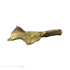 TM1605 Paranthropus robustus left os coxae caudal