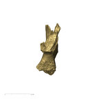 TM1605 Paranthropus robustus left os coxae posterior