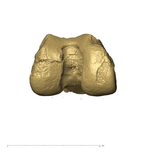 TM3601 Felidae right femur distal