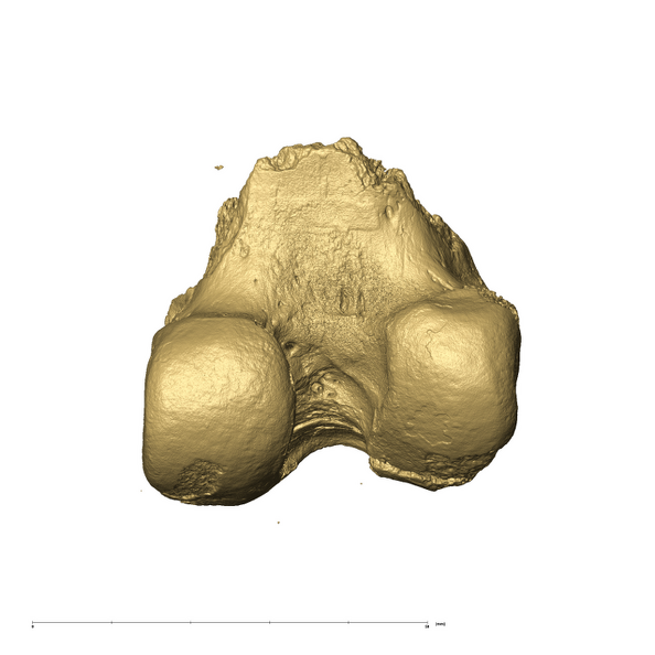 TM3601 Felidae right femur dorsal