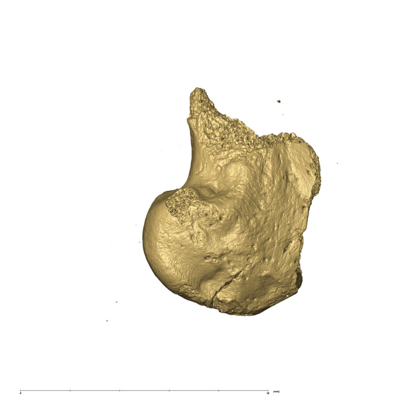 TM3601 Felidae right femur lateral
