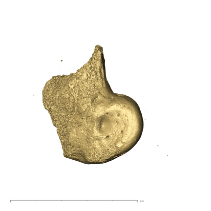 TM3601 Felidae right femur medial