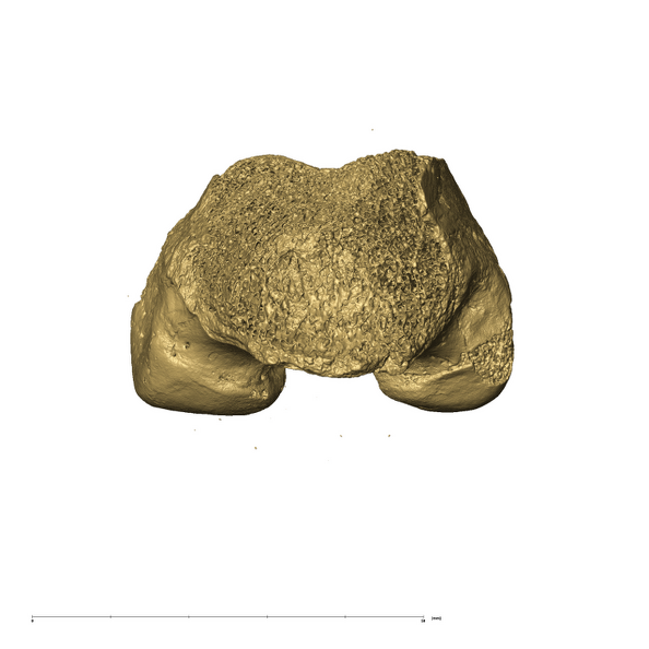 TM3601 Felidae right femur proximal
