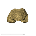 TM3601 Felidae right femur proximal